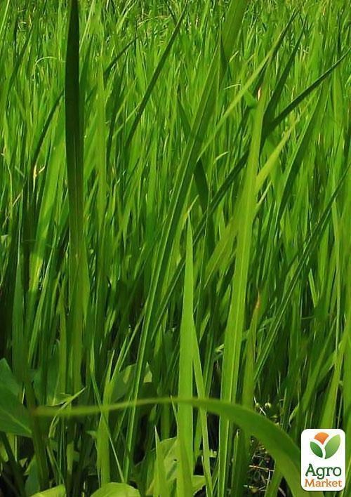 Аїр звичайний, болотний - фото 3