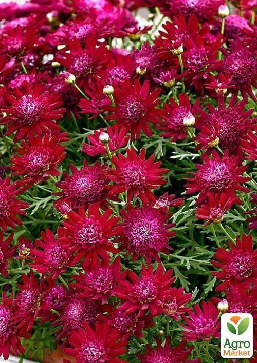 Аргірантемум "Double Red" (контейнер № 10, висота 15 см)