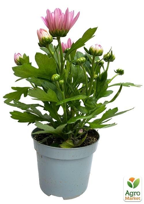 Хризантема "Classic Rose" (Нидерланды) - фото 2