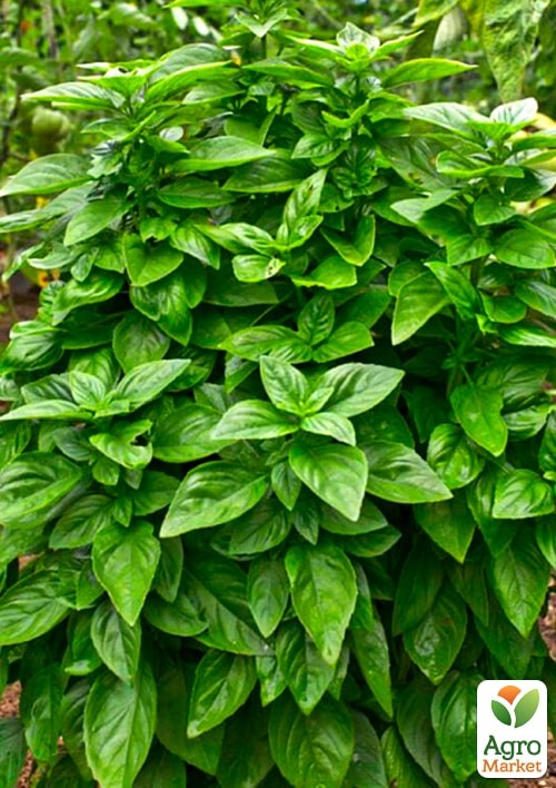 Базилік "Зелений" (Зипер) ТМ "Весна" 1,5г - фото 2