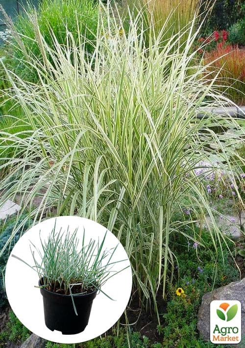 Райграс бульбоносный Arrhenatherum bulbosum (многолетний декоративный злак)