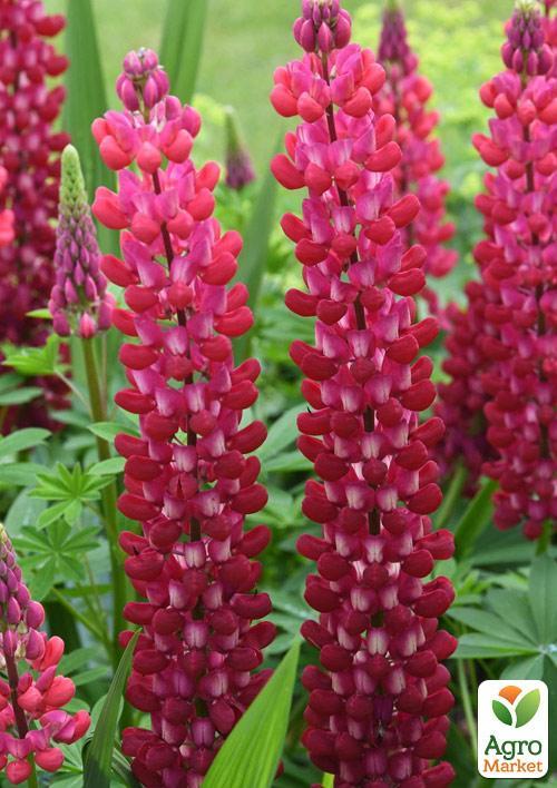 Люпин "My Castle" - фото 3