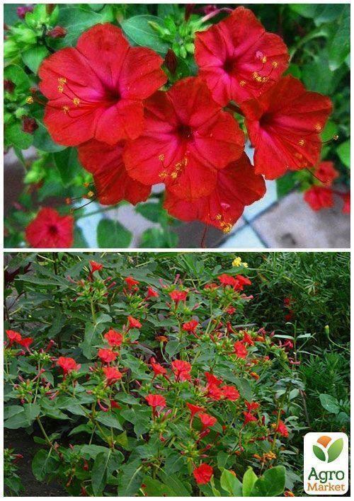 На вагу Мірабіліс "Червоний" ТМ "Весна" ціна за 3г - фото 4