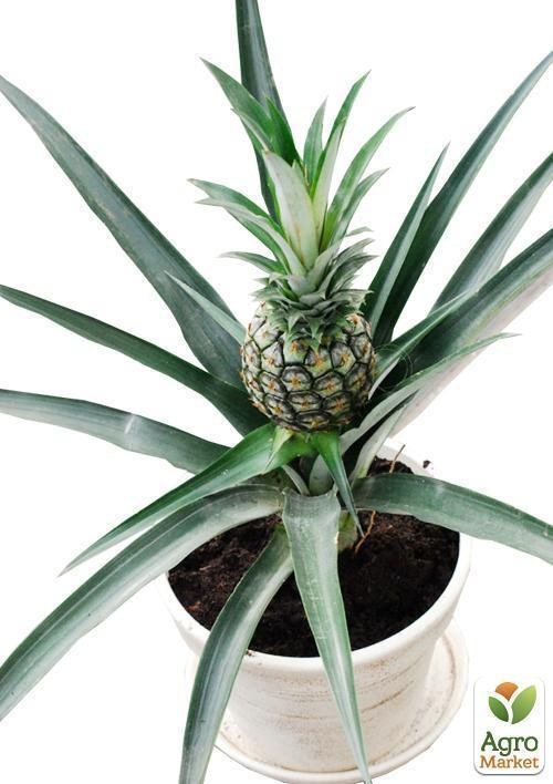 Ананас "Кайена" (высота 40-50см) возраст 4 года - фото 2