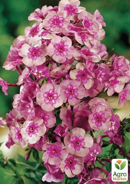 Флокс багаторічний  "Magic Blue"