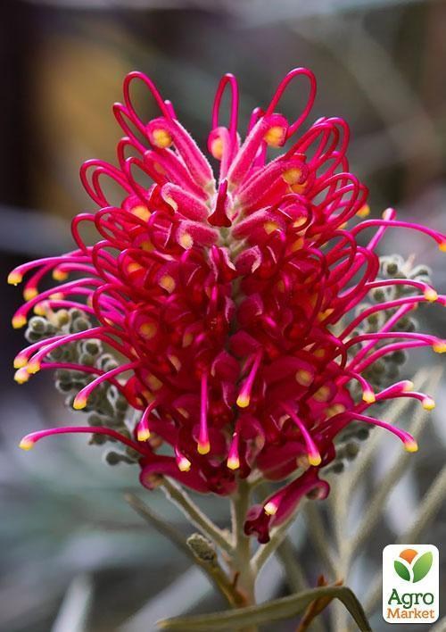 Гревиллея "Бенкс Форстер" ТМ "Vesna Exclusive" 2шт - фото 9
