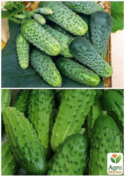 На развес Огурец "Дальневосточный" ТМ "Весна" цена  за 2г - фото 3