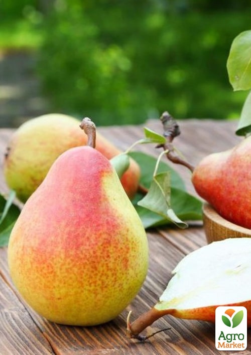 Груша "Янтарная" (осенний сорт, средний срок созревания) - фото 2