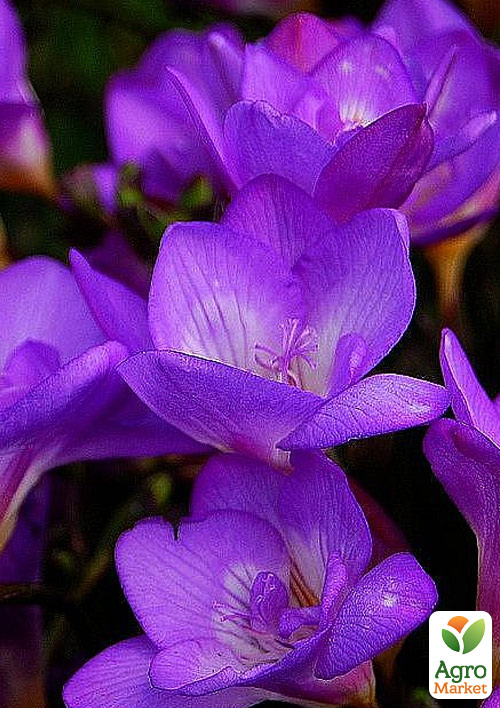 Фрезія проста "Purple"