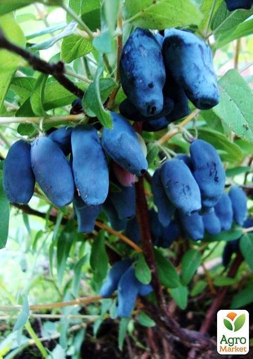 Жимолость "Богучарская" (ранний срок созревания, высокая транспортабельность) - фото 5