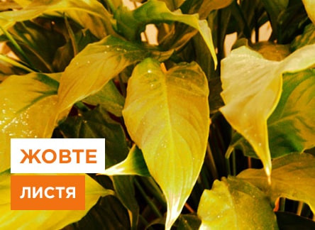 Чому жовтіє листя у спатифіллуму? Причини та рішення