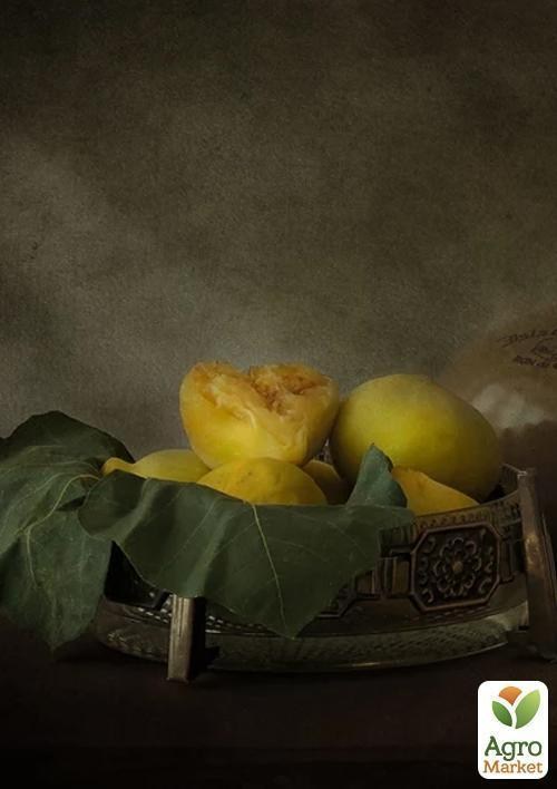 Инжир "Далматский" (Турецкий белый) с плодом (возраст 1,5 года) - фото 2