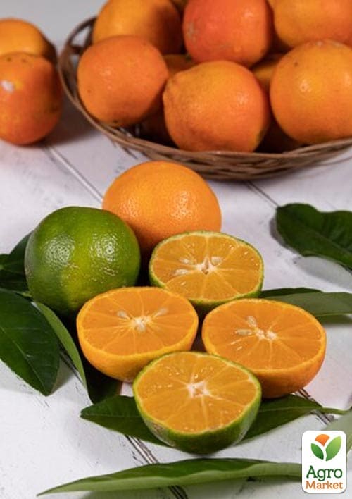 Лайм "Рангпур" (Citrus Limetta di Rangpur) вазон Р9