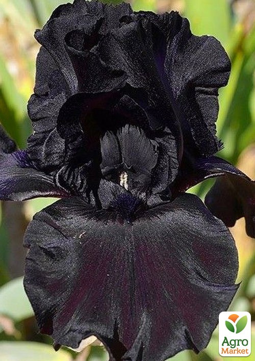 Ирис бородатый крупноцветковый "Ghost Train"  