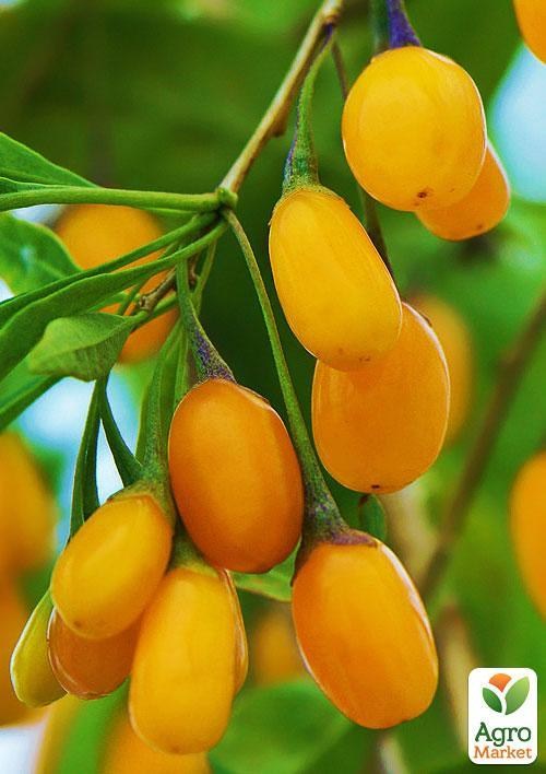 Ексклюзив! Годжі "Жовтий" AMBER SWEET GOJI®