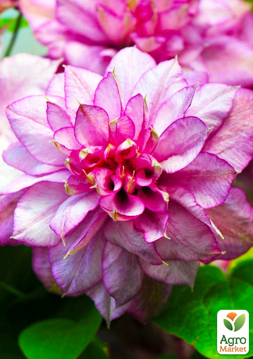 Клематис "Innocent Glance" NEW