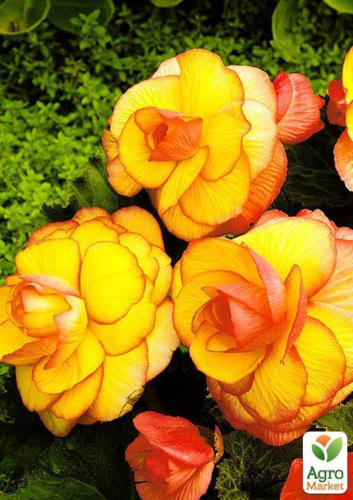 Бегонія "Пікоті" 1 шт - фото 5