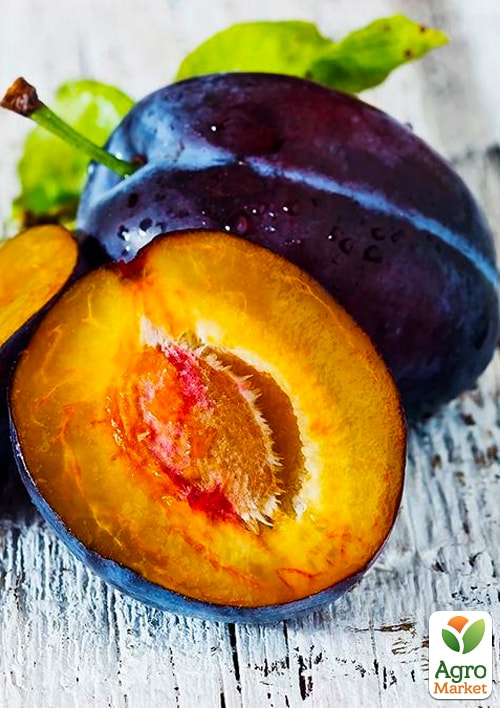 Слива "Штутгард" (осенний сорт, поздний срок созревания)