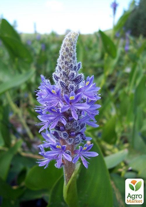 Понтедерия сердцевидная - фото 2