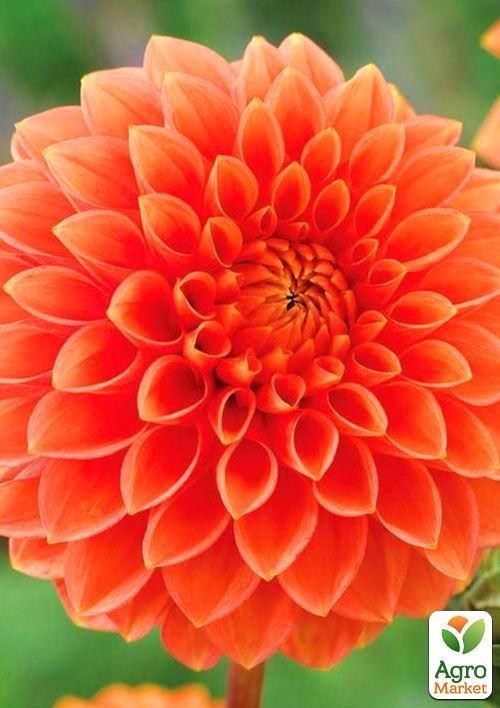 Георгина "Silvie`s Queen" 1шт в упаковке