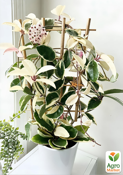 LMTD Хойя carnosa "Krimson Queen" 15-25см