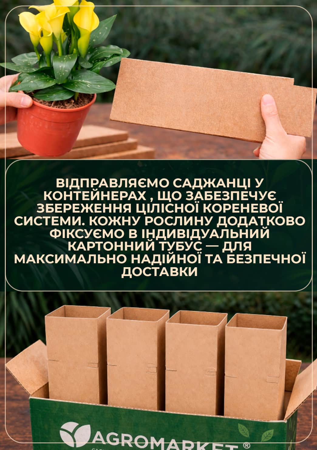 LMTD Зантедеския (калла комнатная) "Mandarin"  