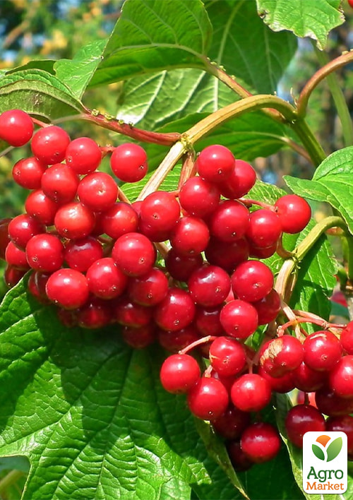 Эксклюзив! Калина красная "Свобода" (Freedom) (ранний срок созревания)