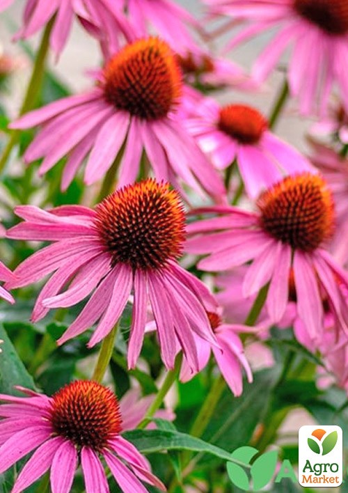 Ехінацея лікарська "Primadonna Deep Rose" вазон С2 - фото 3