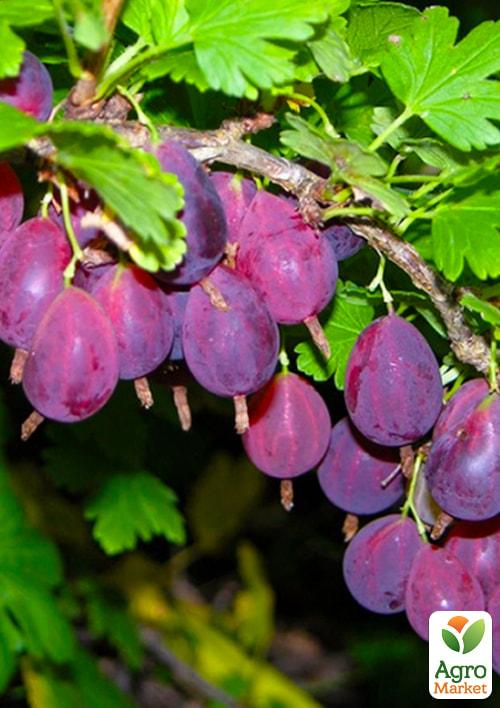 Агрус "Грушенька" (середньо-пізній термін дозрівання)