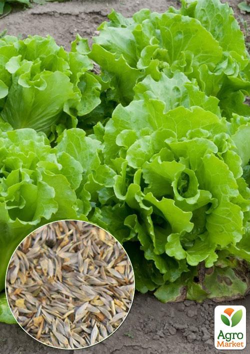 На вагу Салат качанний "Майская королева" ціна за 5г