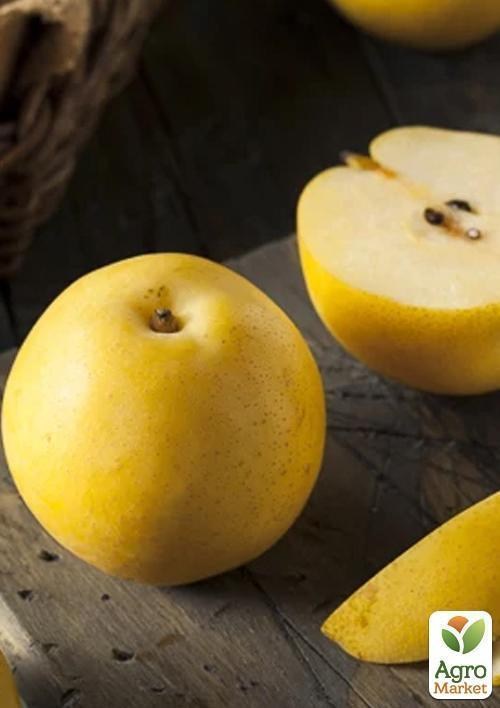 Яблуня "Клон голден"