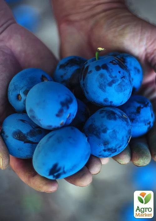 Слива "Чачакська Лепотіка" (літній сорт, середній термін дозрівання)