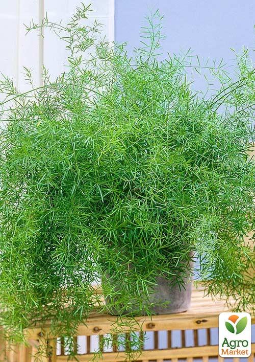 Аспарагус (Asparagus Densiflorus) - фото 7