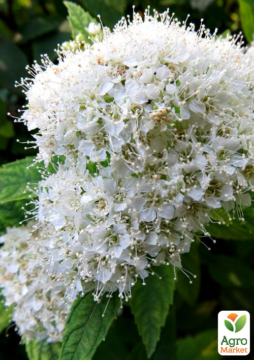 Спірея Японська "Albiflora" (горщик Р9)