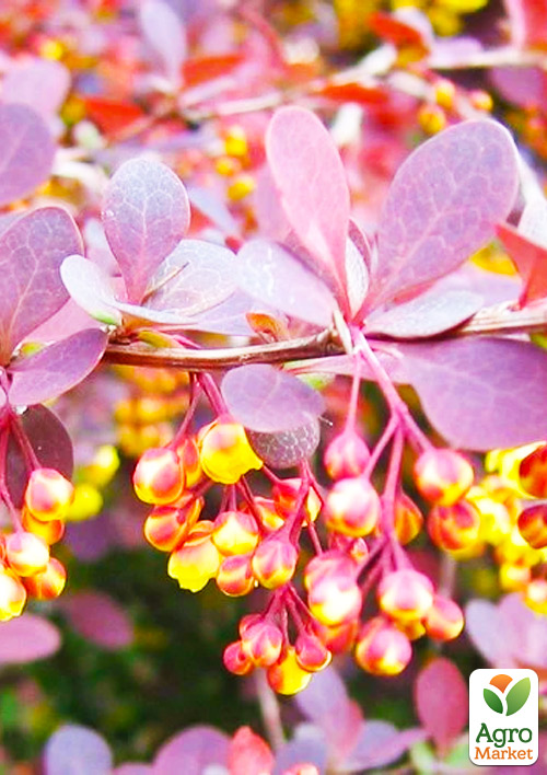 Барбарис Оттавський "Auricoma" (контейнер P9)