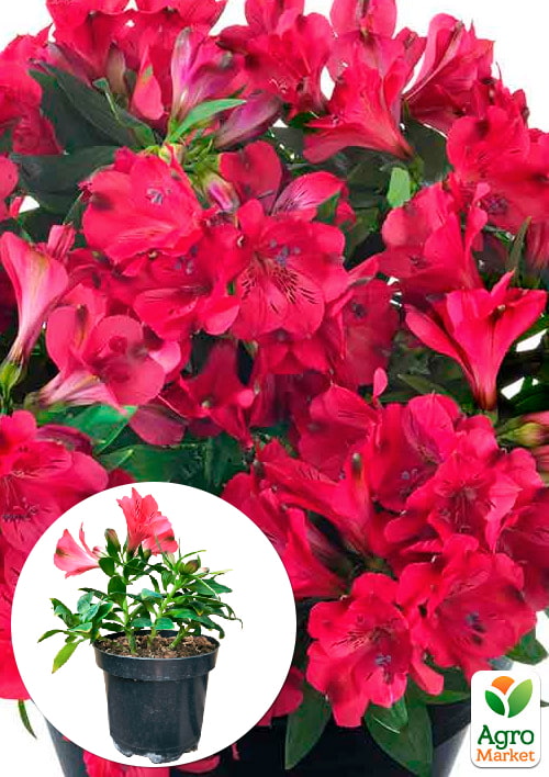 Альстромерия inticancha "Valletta" (выращено in-vitro) С1,5