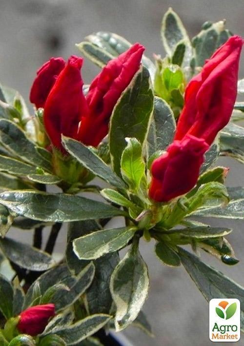 Рододендрон красный "Girard`s Hot Shot Variegated"  - фото 2