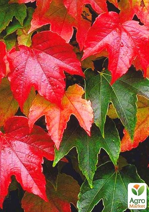 Виноград девичий триостренный "Вичи" (высота 10-20см) - фото 2