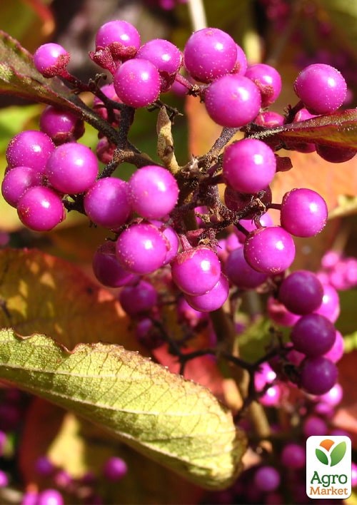 Красивоплодник бодиньера "Profusion" 3-х летний (высота 70-100см) - фото 2