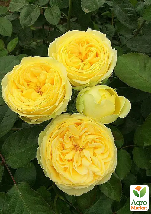 Роза штамбовая "Каталина" (Katalina) (саженец класса АА+) 