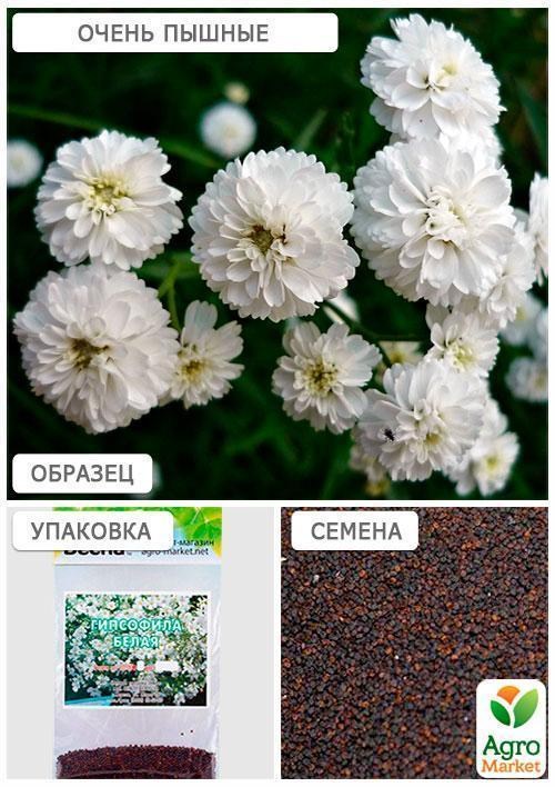 Гіпсофіла біла (Зипер) ТМ "Весна" 1г - фото 2