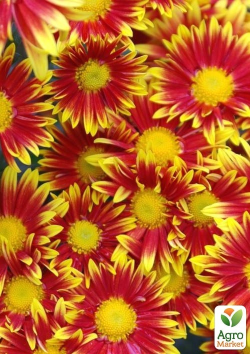 Хризантема мультифлора куляста "Ciotat" - фото 2