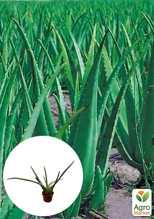 Сукулент "Aloe Vera" (Нідерланди)