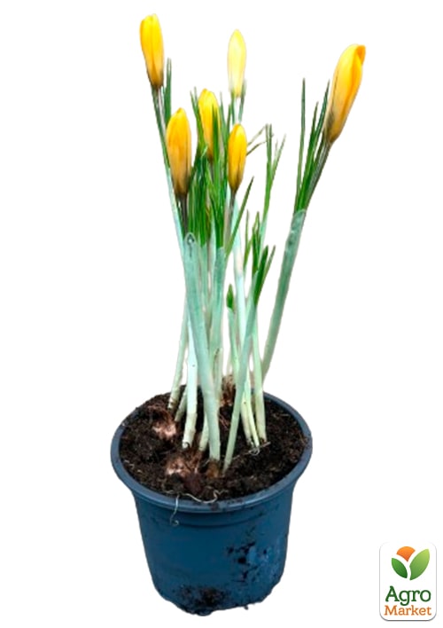 Крокус крупноцветковый "Golden Yellow" укорененный - фото 6