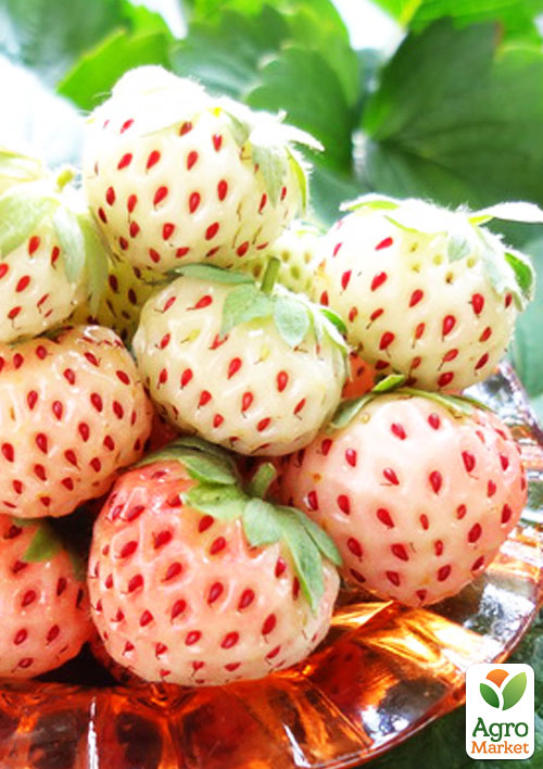 Полуниця "Пайнберрі" (Pineberry) (ремонтантний сорт, має смак нагадує ананас)