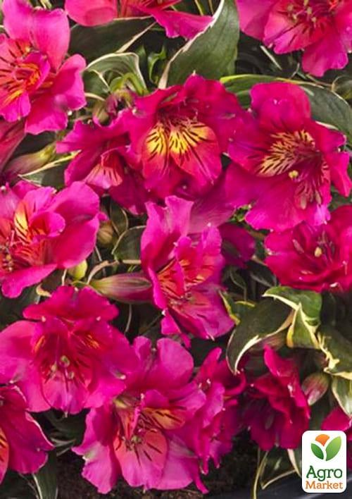 Альстромерия (перуанская лилия) "River Valley" С2 высота 30-60см - фото 2