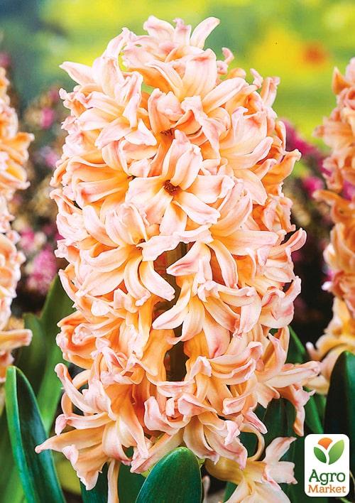 Гіацинт "Apricot Passion" (Нідерланди) - фото 6