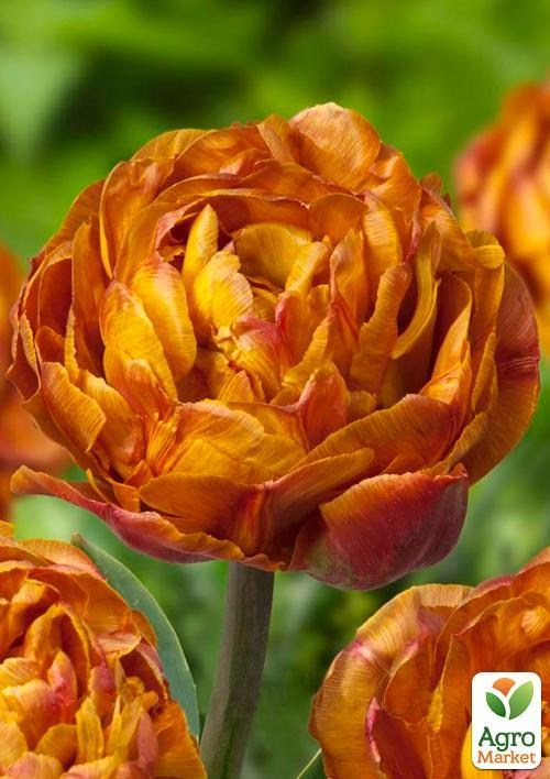 Тюльпан "Brownie" 2шт в упаковке