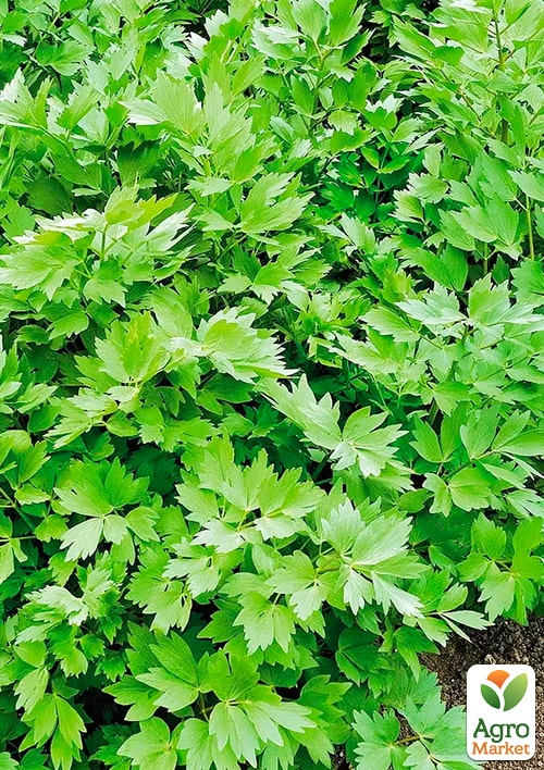 Селера листова (Зипер) ТМ "Весна" 1г - фото 2