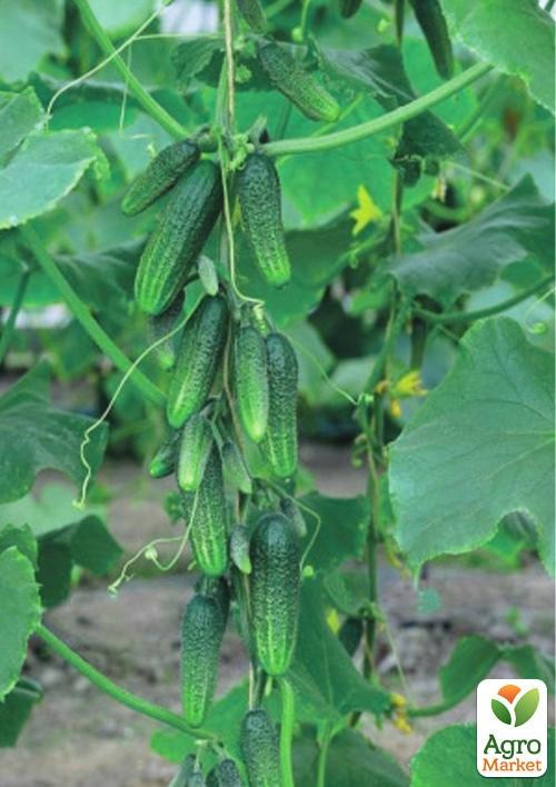 Огурец "Проказник" ТМ "Vesna Select" 1г